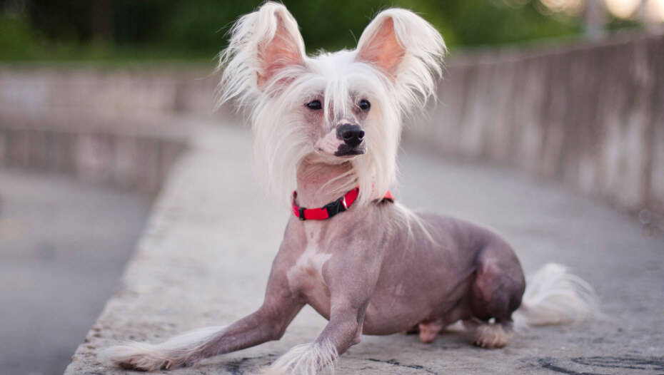 Chinese crested 2024 dog hairy